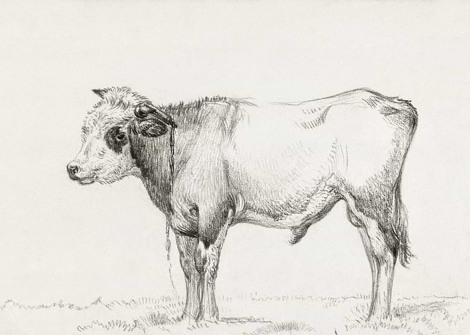 Standing Young Bull By Jea