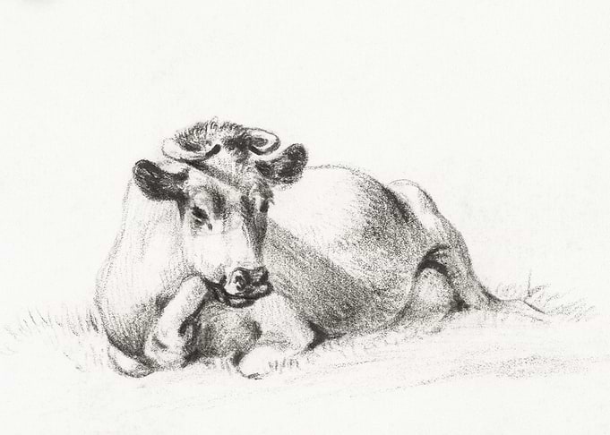 Lying Cow By Jean Bernard
