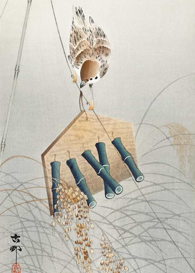 Ring Sparrow On Scarecrow