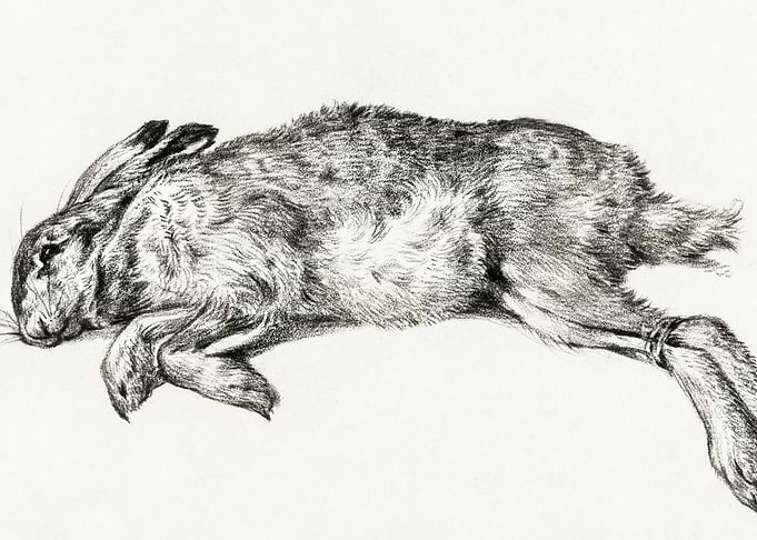 Dead Hare 1818 By Jean Ber