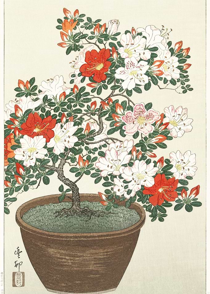 Blooming Azalea In Brown P