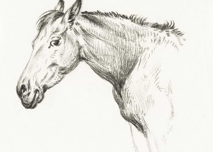 Head Of A Horse 1825 By Je