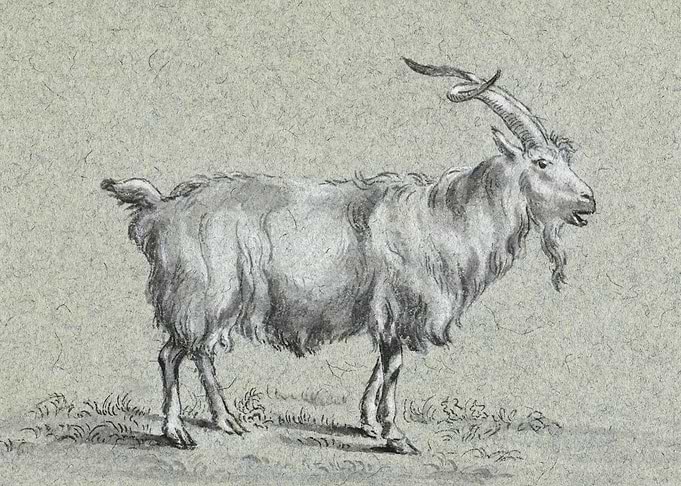 Standing Goat By Jean Bern