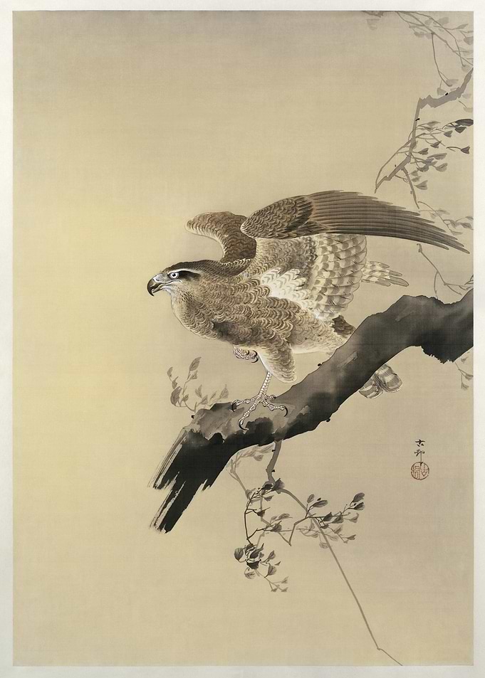 Hawk 18871945 By Ohara Kos