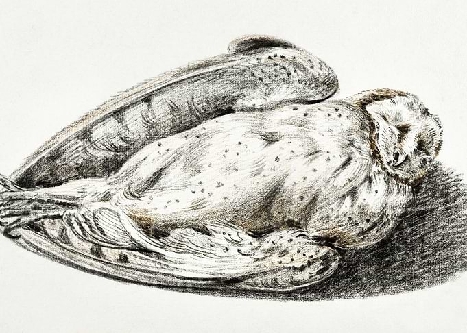 Dead Owl By Jean Bernard 1