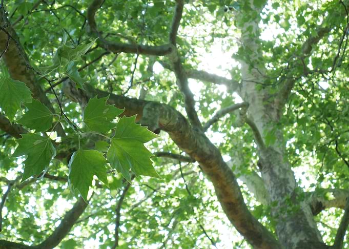Under Tree View