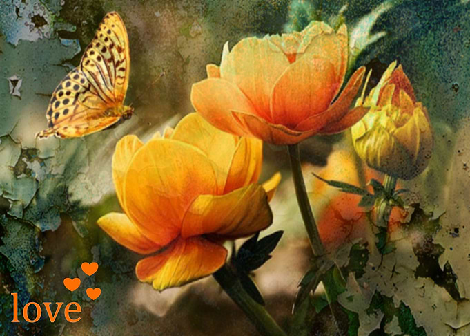 Butterfly Peeling Flowers