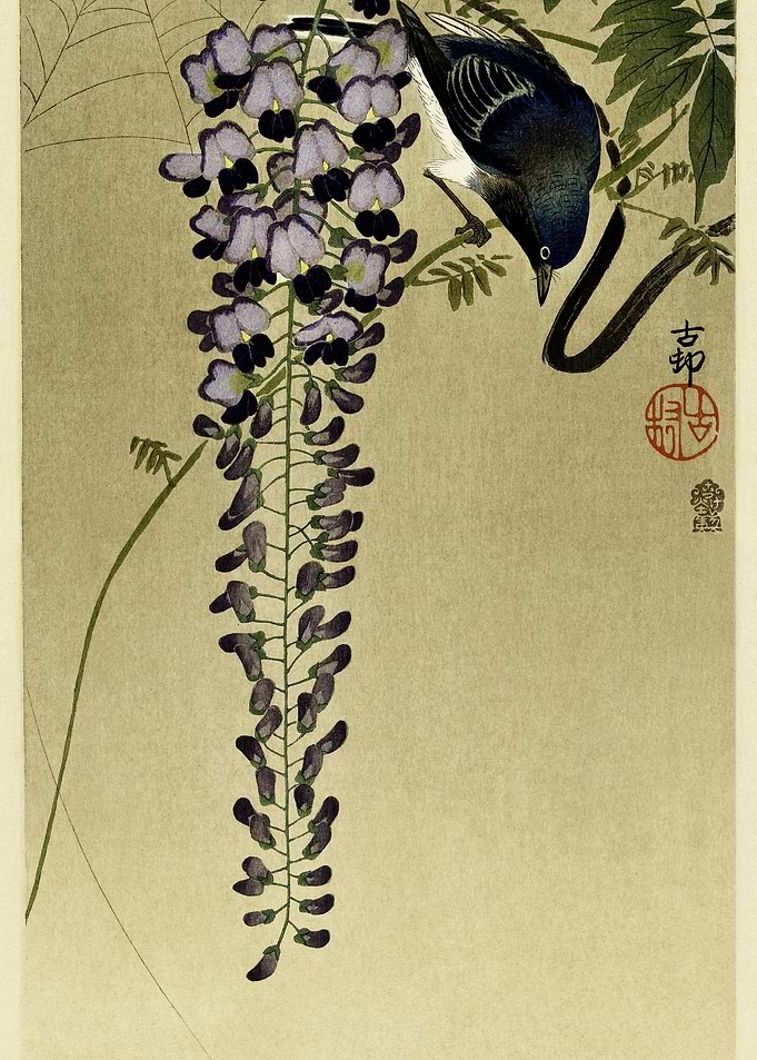 Flycatcher At Wisteria 190