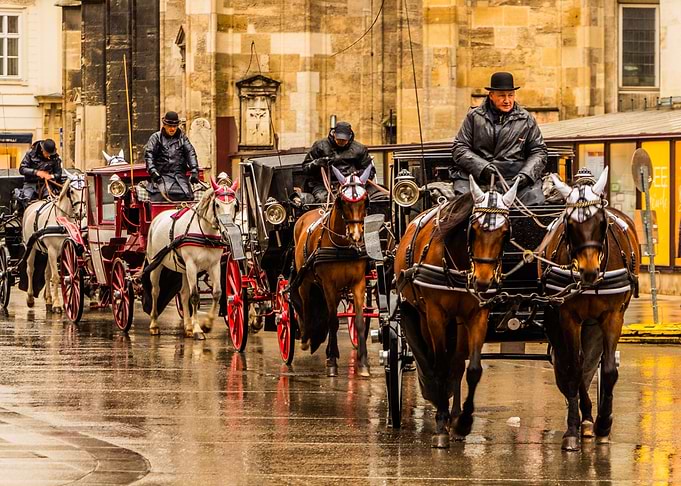 The horses