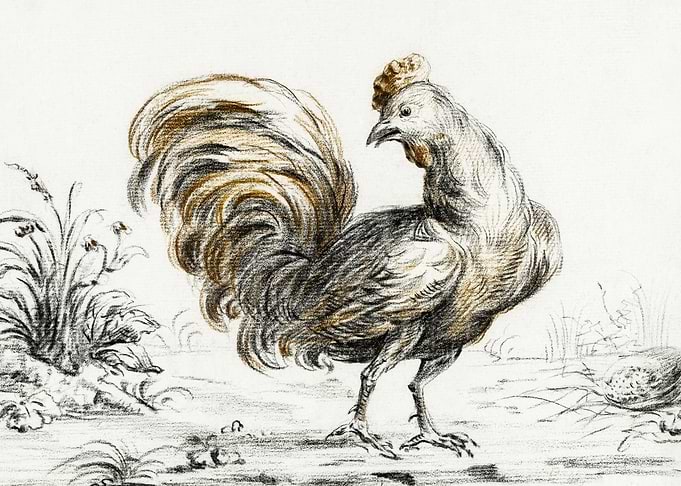 Rooster By Jean Bernard 17