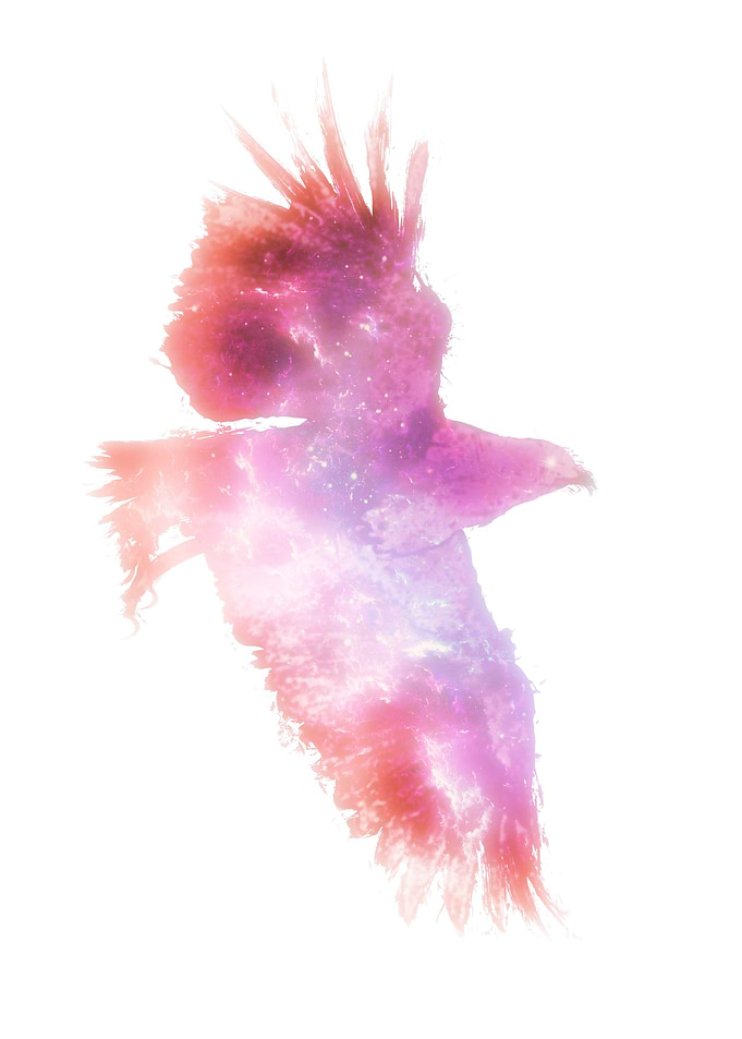 Red Bald Eagle