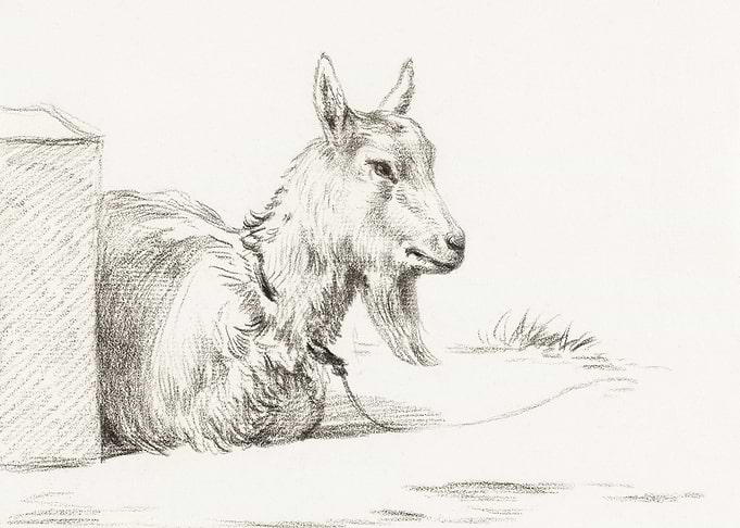Goat Half Lying In A Pen 1