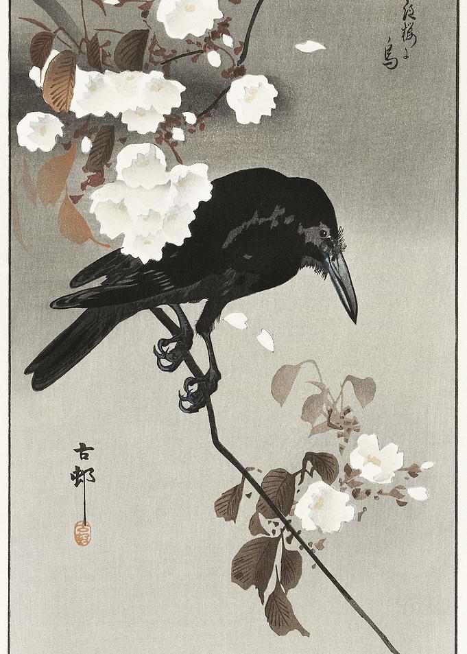 Crow And Cherry Blossom 19
