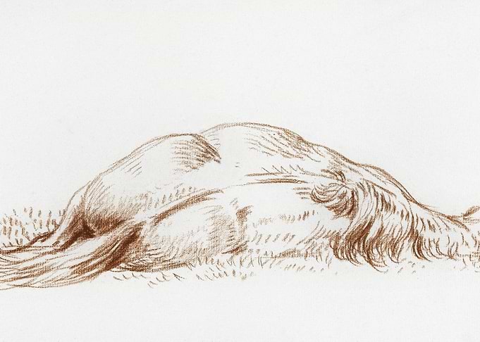 Lying Horse By Jean Bernar
