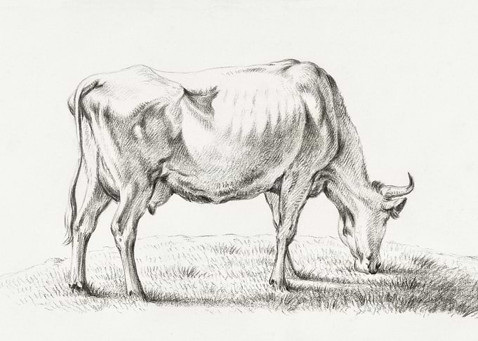 Grazing Cow By Jean Bernar