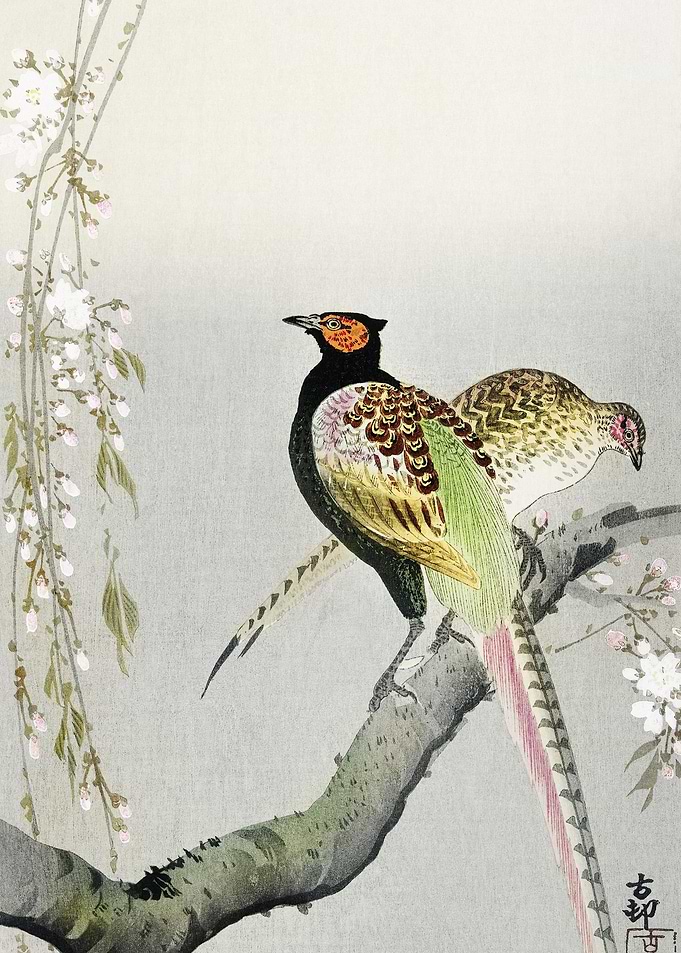 Couple Pheasants And Cherr