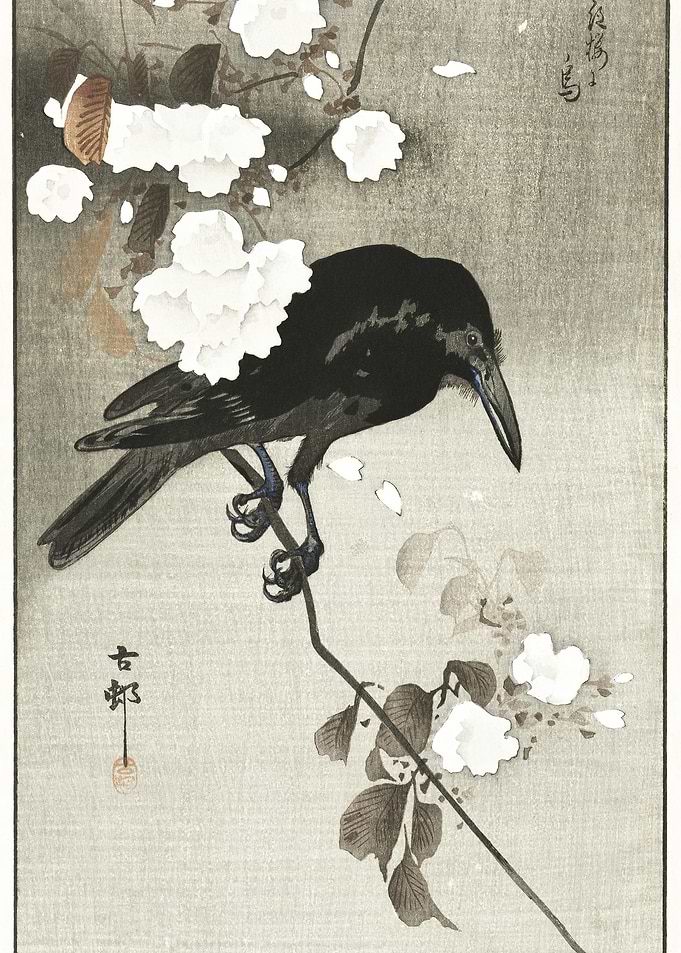 Crow With Cherry Blossom 1