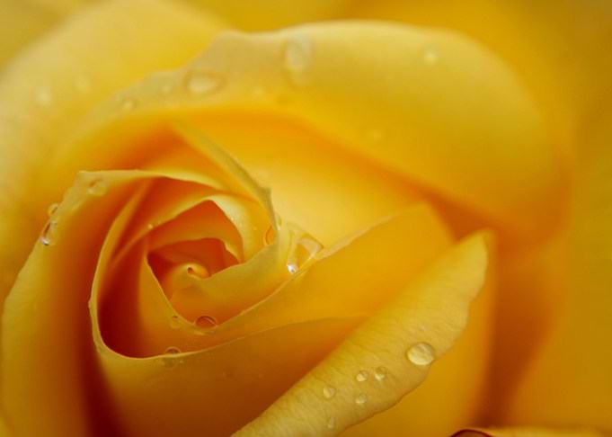Yellow Rose