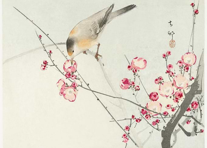 Songbird On Blossom Branch
