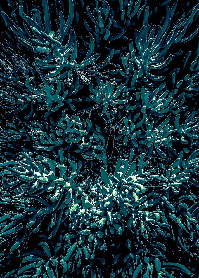 green succulent plant