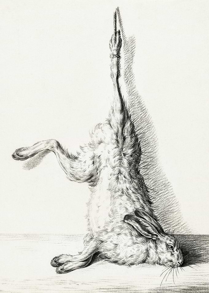 Dead Hare Hanging From A H