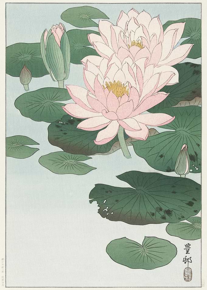 Water Lily 1920 1930 By O