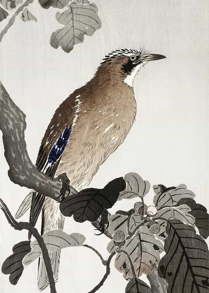 Jay On Tree Branch 1900 1