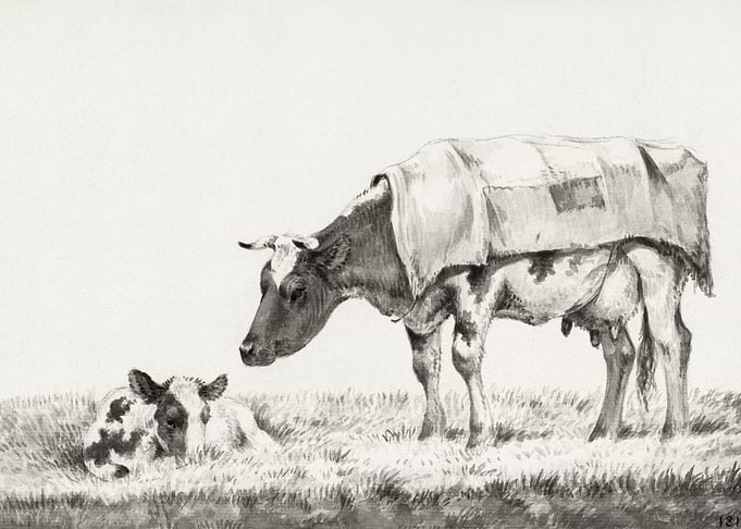 Standing Cow With Lying Ca