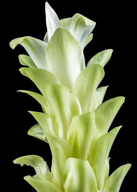 Echeveria Mirror Image 2