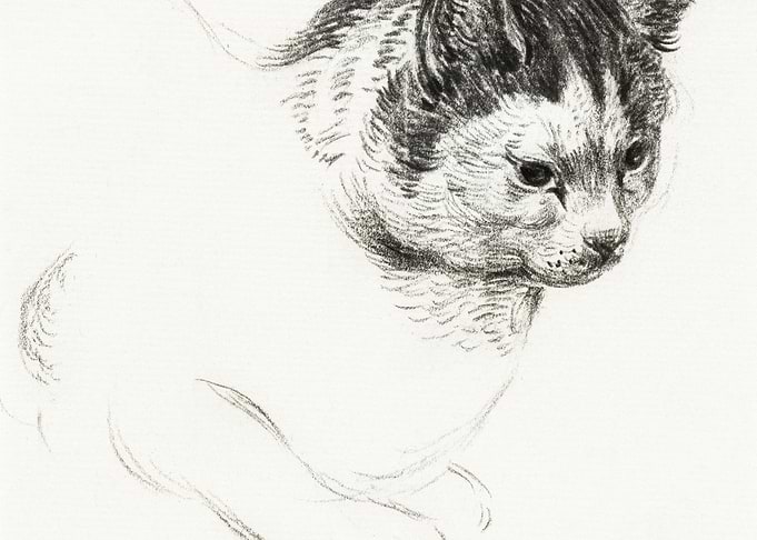 Sketch Of A Cat By Jean Be