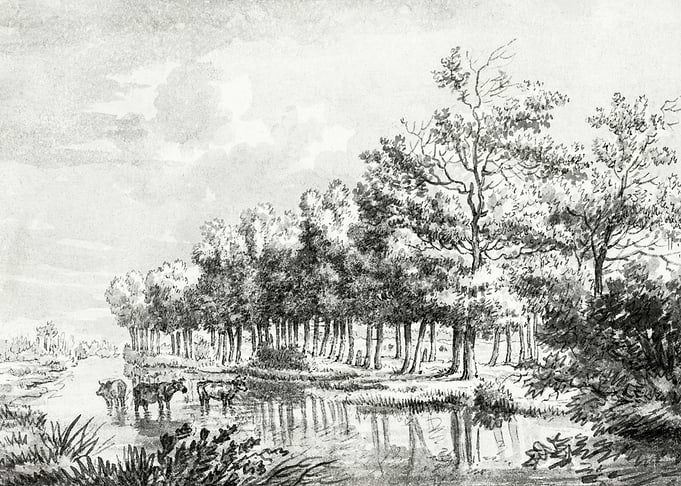 Landscape With Wading Cows