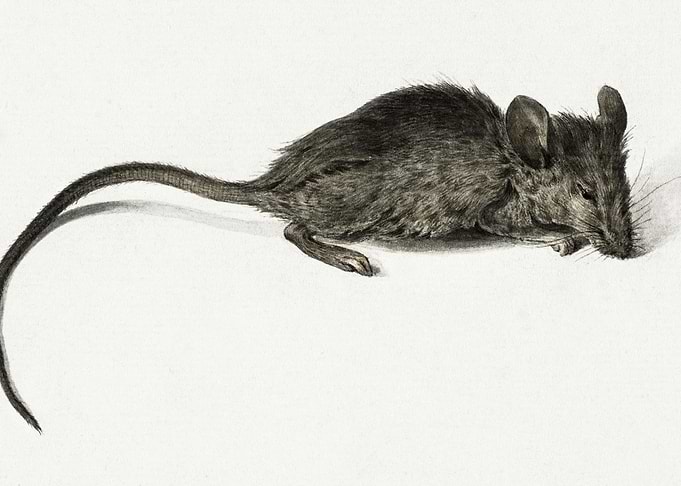 Mouse By Jean Bernard 1775