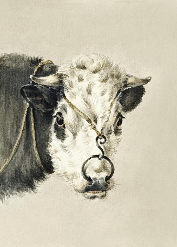 Head Of A Cow With A Ring