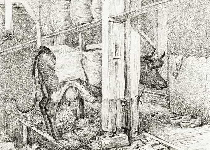 Standing Cow With A Blanke