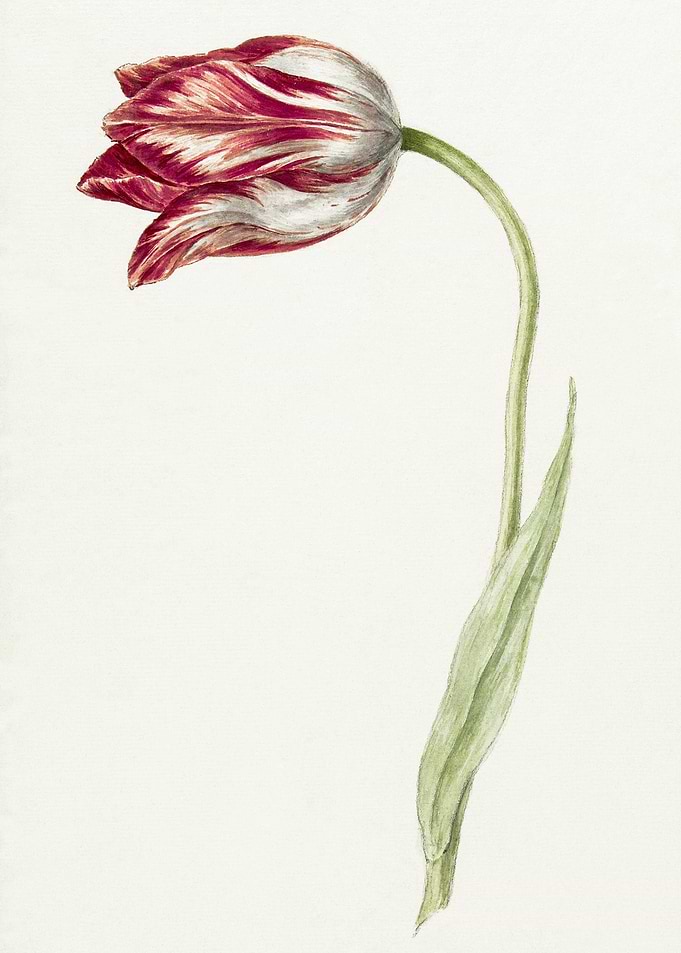 Pink Tulip By Jean Bernard