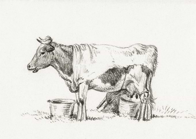 Standing Cow With Milk Buc