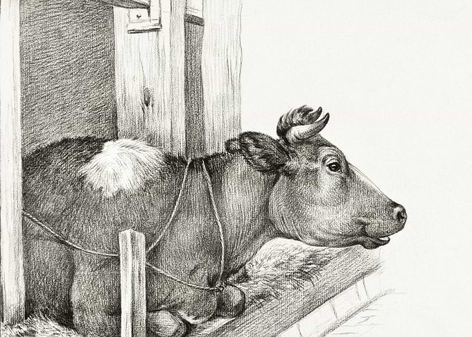 Lying Cow 1812 By Jean Ber