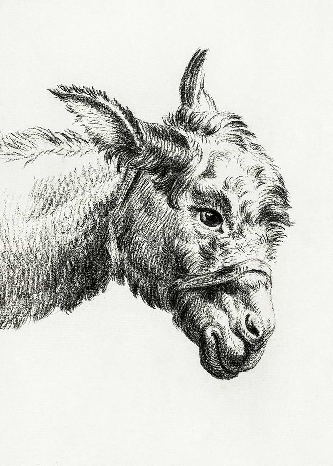 Head Of A Donkey By Jean B