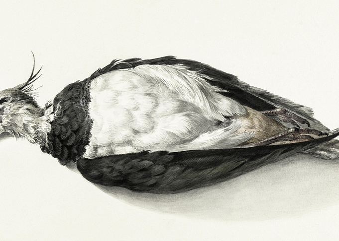 Dead Lapwing 1827 By Jean