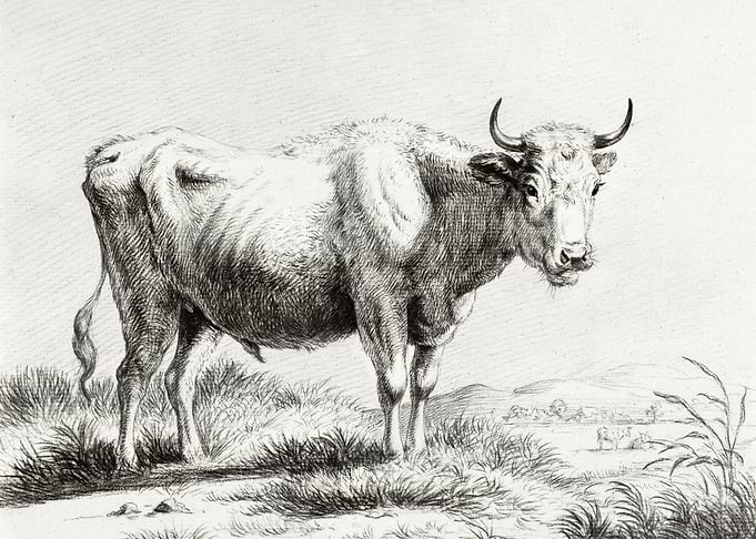 Standing Cow By Jean Berna
