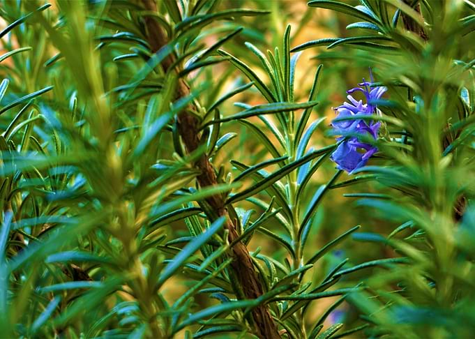 Rosemary