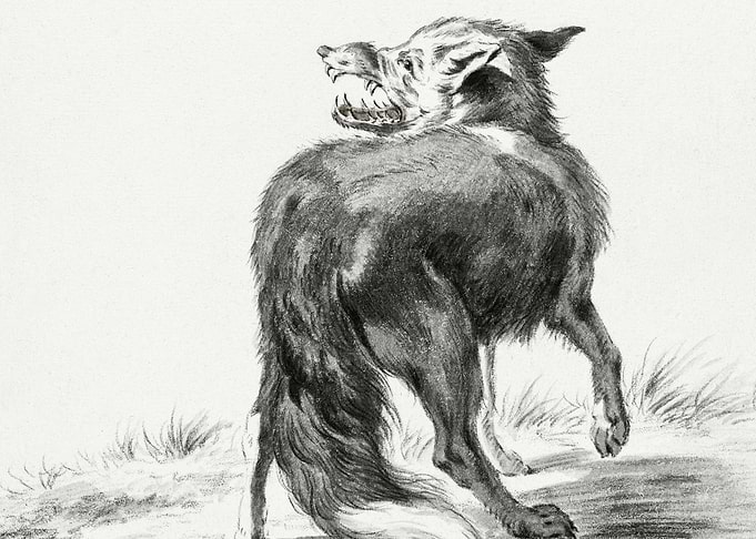 Fox By Jean Bernard 177518