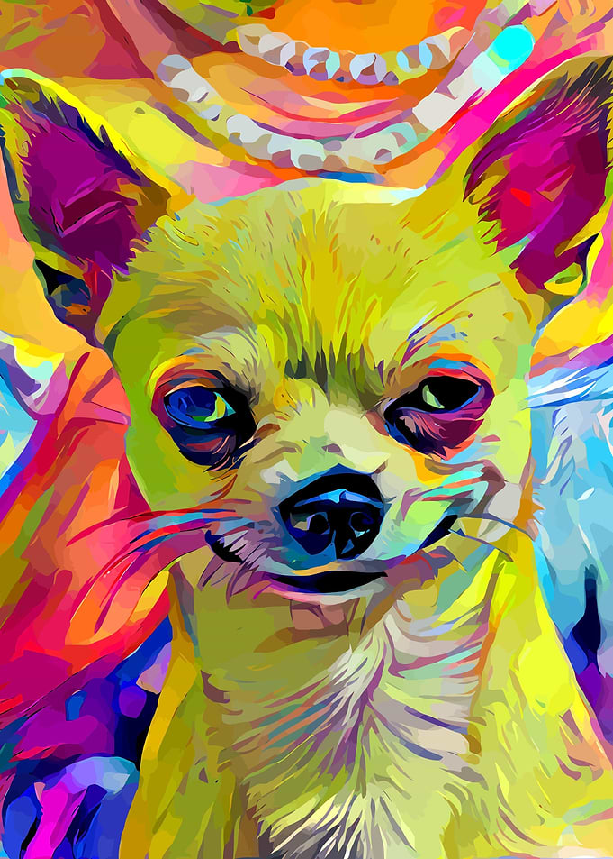 Funny Chihuahua