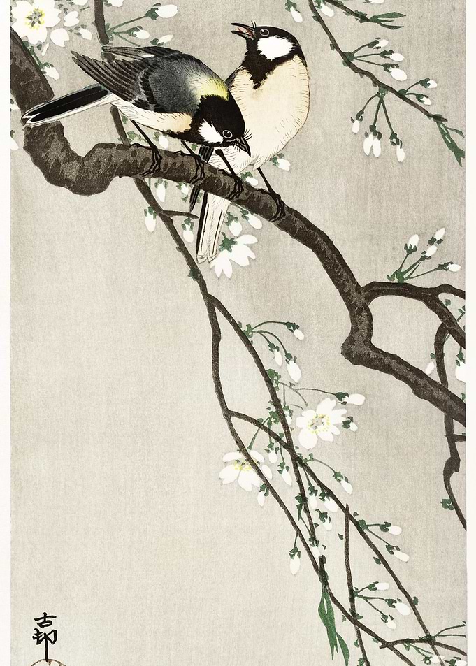 Tits On Cherry Branch 1900