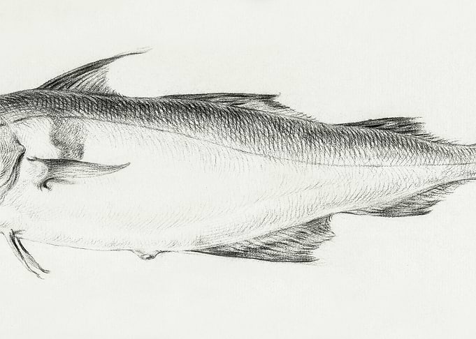 Fish By Jean Bernard 17751