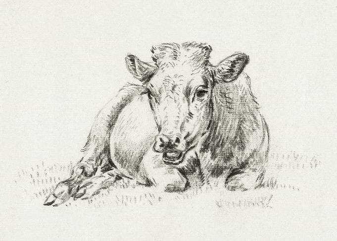 Lying Cow Jean Bernard Aft