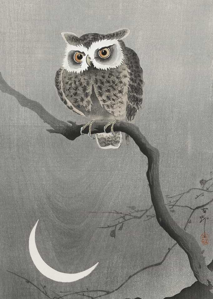 LongEared Owl On Bare Tree