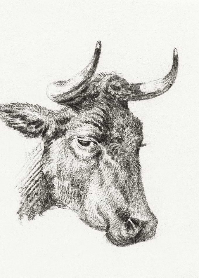 Head Of A Cow By Jean Bern