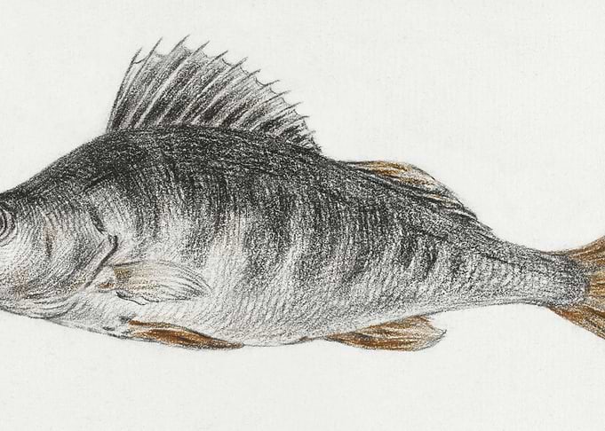 Fish By Jean Bernard 17751
