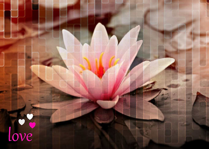 Cute Water Lilly Flower